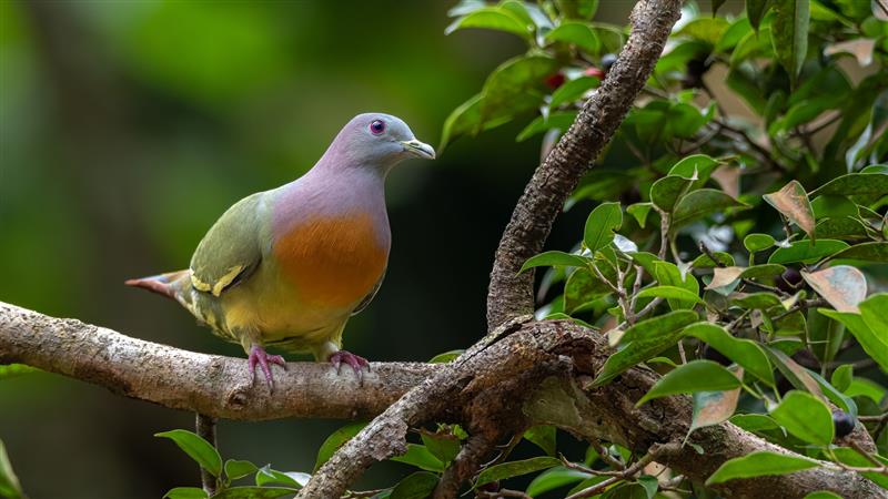 Mandai Rainforest Resort by Banyan Tree -bird-pink-necked-green-pigeon